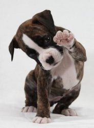 Boxer_Puppy_High_Five Meme Template