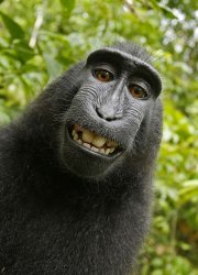 Selfie Monkey Meme Template