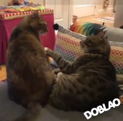 Queri pelear Meme Template