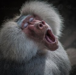 baboon oh Meme Template