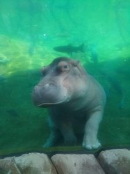lusty hippo Meme Template