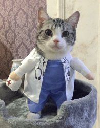 Doctor Cat Meme Template