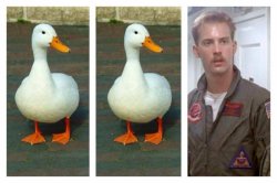 Duck Duck Goose Meme Template