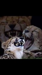 Laughing cheetah  Meme Template