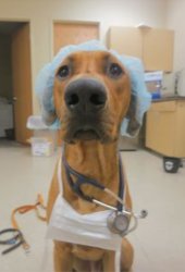 Nurse doggo Meme Template