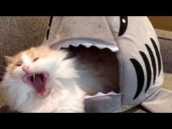 shark eat cat Meme Template