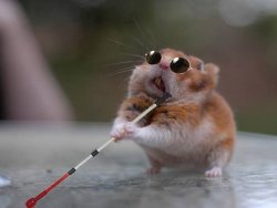 hamster ciego Meme Template