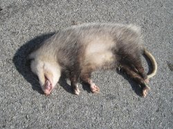 Roadkill opossum Meme Template