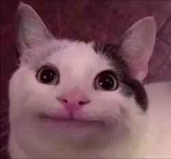 Awkward Smile Cat Meme Template
