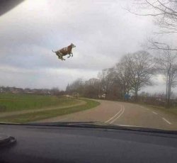 Cows Fly Meme Template