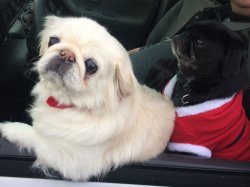 Jingle Pugs Meme Template