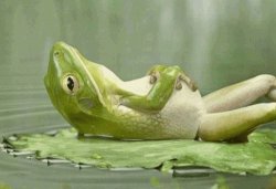 Zen Frog Meme Template