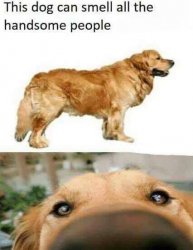 this dog can smell Meme Template