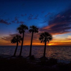 Palm Trees at Sunset Meme Template
