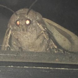 Moth lamp Meme Template