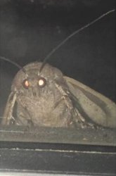 Moth Meme Template