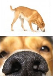 Sniffing dog Meme Template