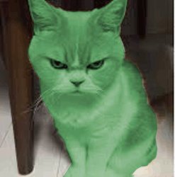 RayCat angry Meme Template