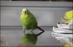 Explosion parakeet Meme Template