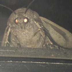 Moth Meme Meme Template