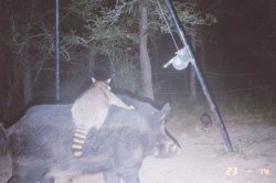Raccoon riding feral hog Meme Template