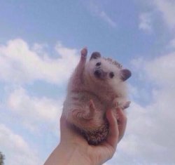 Cute Hedgehog Cheer Meme Template