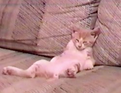 Couch Kitten in Training Meme Template