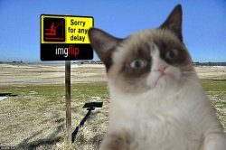 Grumpy Cat imgflip Meme Template