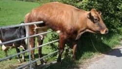 Cow on Fence Meme Template