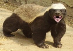 Honey badger Meme Template