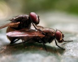 Doin it fly style Meme Template