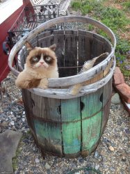 Grumpy Cat Barrel Meme Template