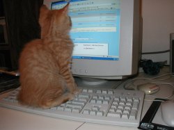 cat sitting on keyboard Meme Template