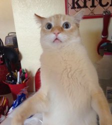 you did what!? Meme Template