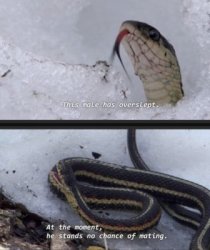 this snake has overslept Meme Template
