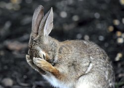Aftermath of the tortoise and the hare Meme Template