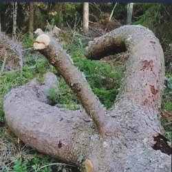 Wood Meme Template