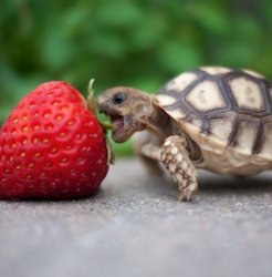 Turtle eating strawberry Meme Template