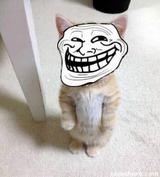 Troll Cat Meme Template