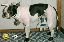 cachorro vaca Meme Template