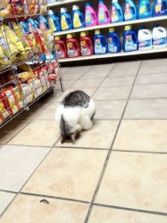 Cat bowing in store Meme Template