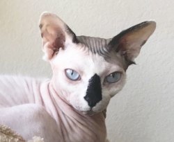 Hairless Grumpy Cat Meme Template
