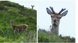 Angry deer Meme Template