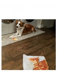 PIZZA DOG GUILTY LOOK BLANK Meme Template