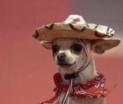 Chihuahua in sumbrero Meme Template