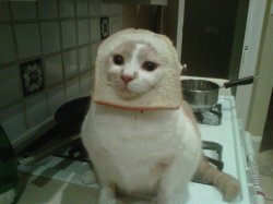 bread cat Meme Template