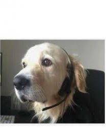 DOG OPERATOR DOG DISPATCHER Meme Template