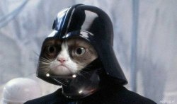 Darth Kitty Meme Template