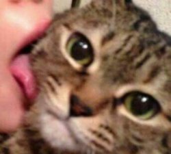 boogy Meme Template