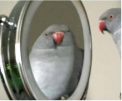 parrot and mirror Meme Template